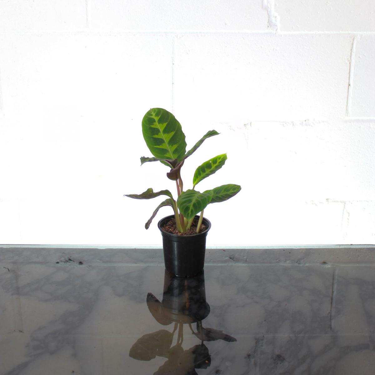 Velvet Leaf Calathea: Goeppertia warscewiczii - 4 inch pot
