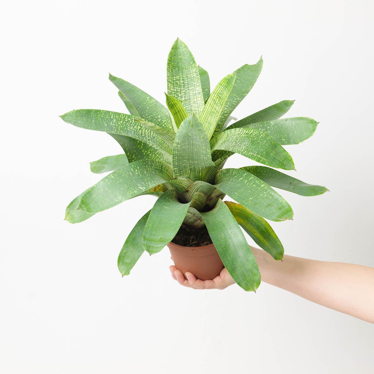 Vriesea sp. 3