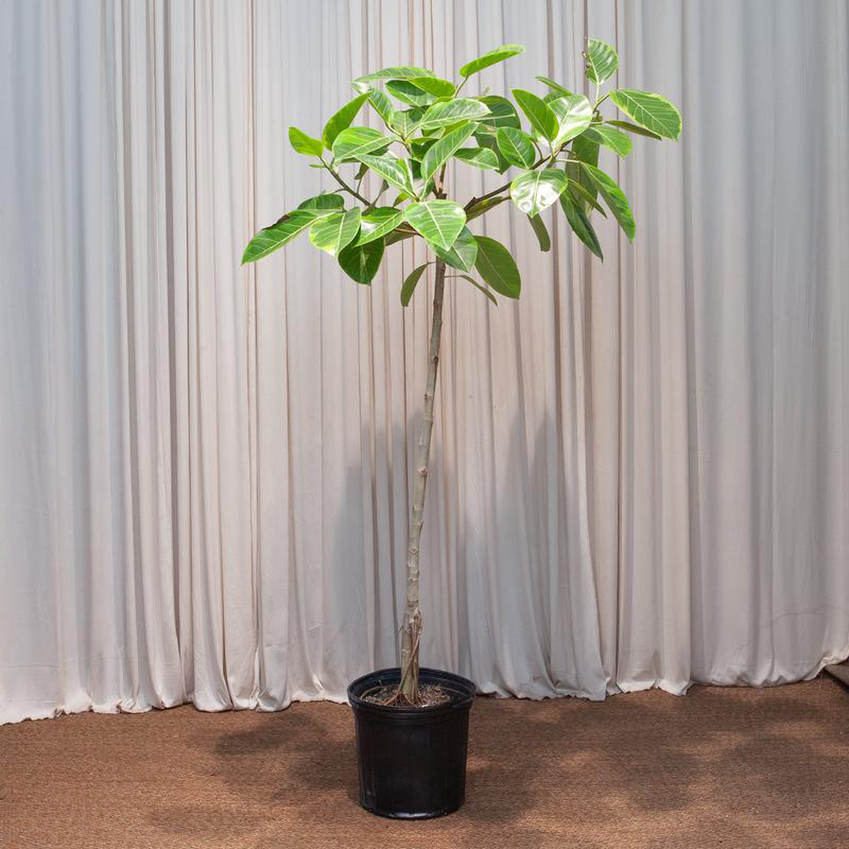 Yellow Gem Fig Tree: Ficus altissima  12 inch pot  5.5-6 foot tall