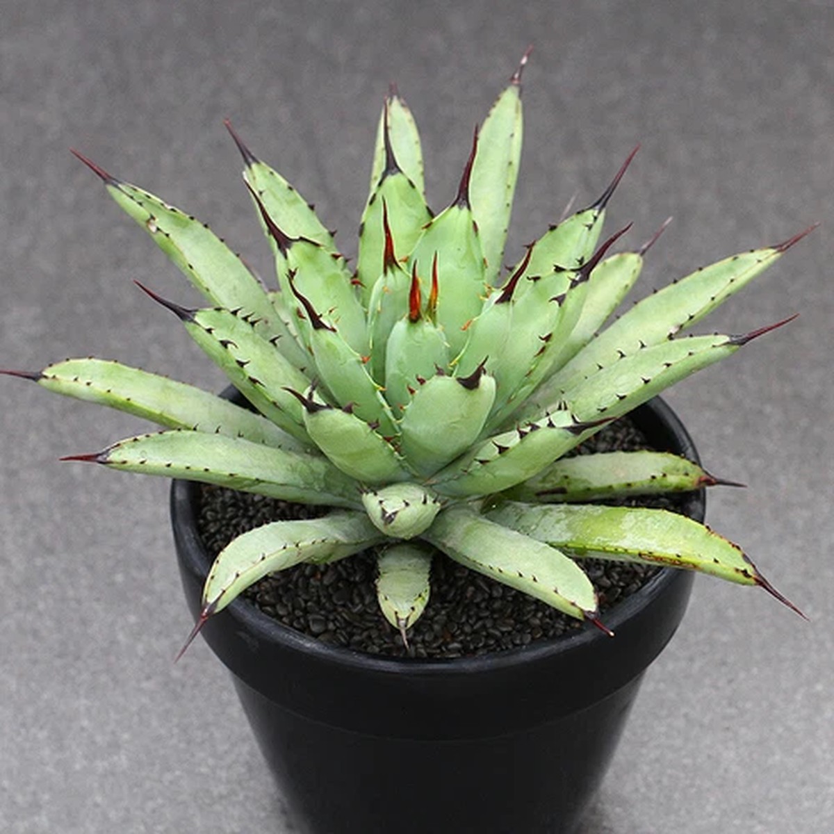 12CM Succulent Agave Plant Agave Macroacantha Agavaceae Home Garden Beautiful