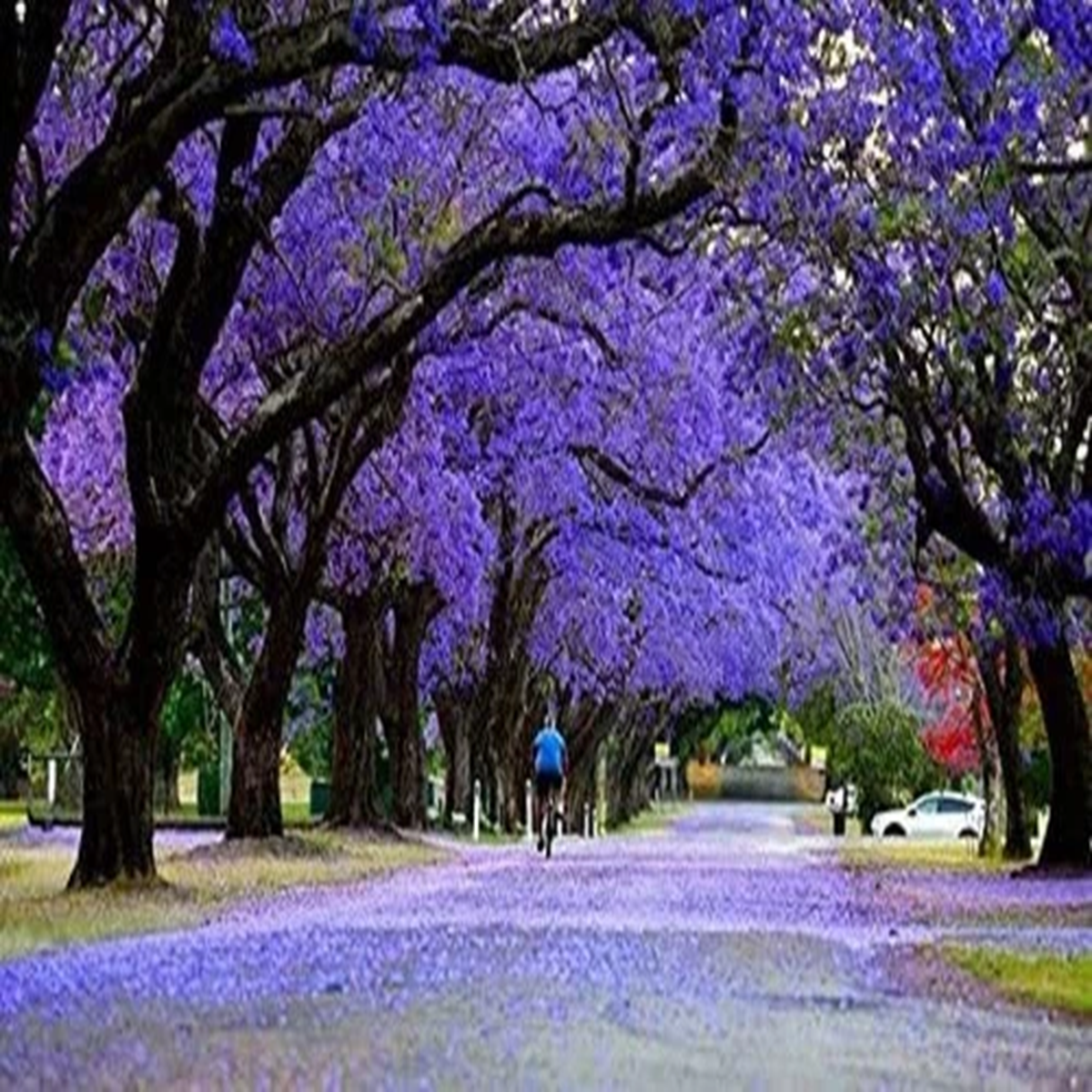20 Blue Jacaranda Tree Seeds Excellent Bonsai Specimen Exotic Flowering Bonsai