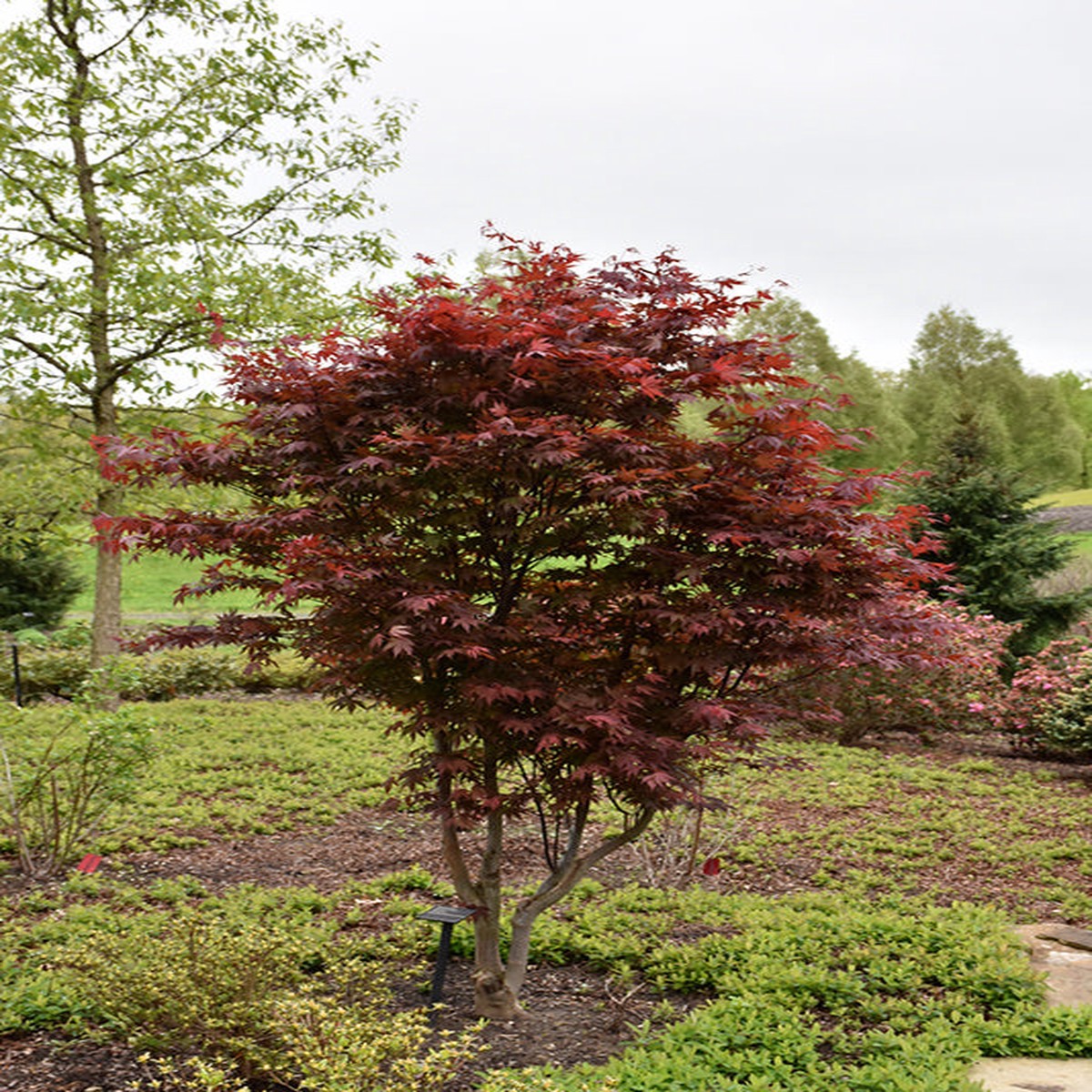 5' Emperor I Japanese Maple