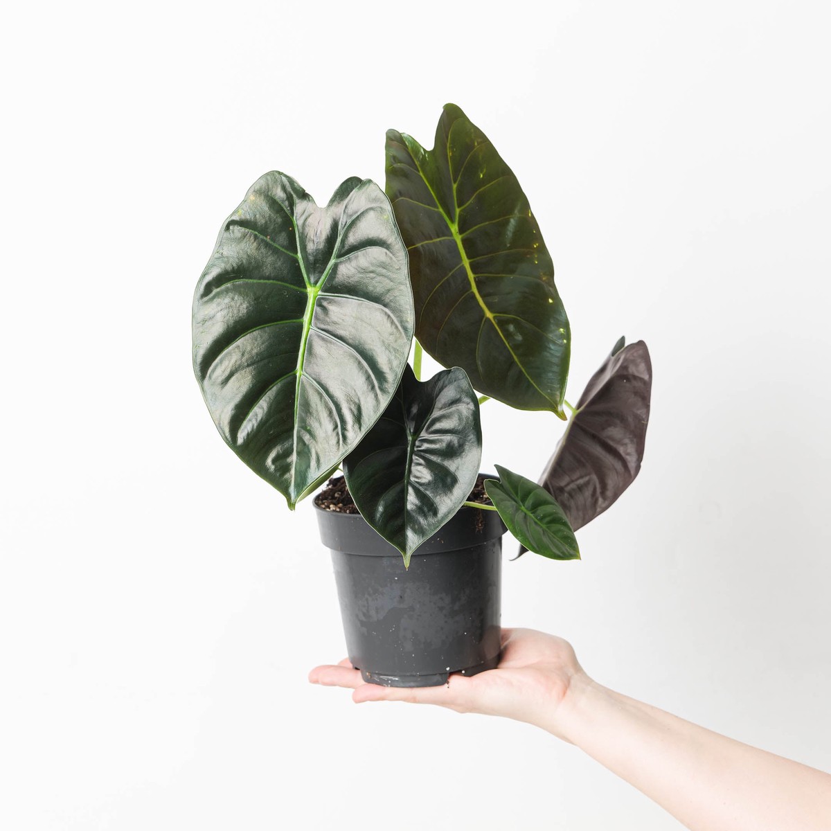 Alocasia 'Golden Bone'