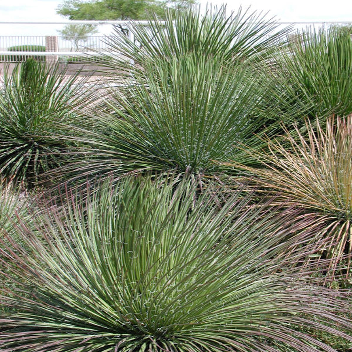 *RETAIL - Agave geminiflora