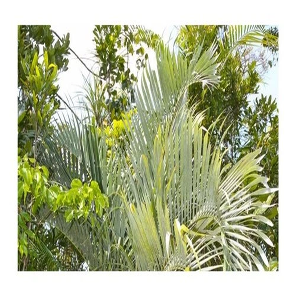 10x Dypsis arenarum Madagascar Sand Palm Garden Plants - Seeds ID385