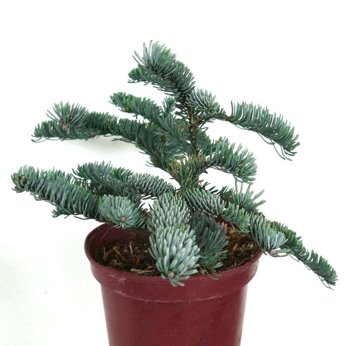 Abies procera form glauca