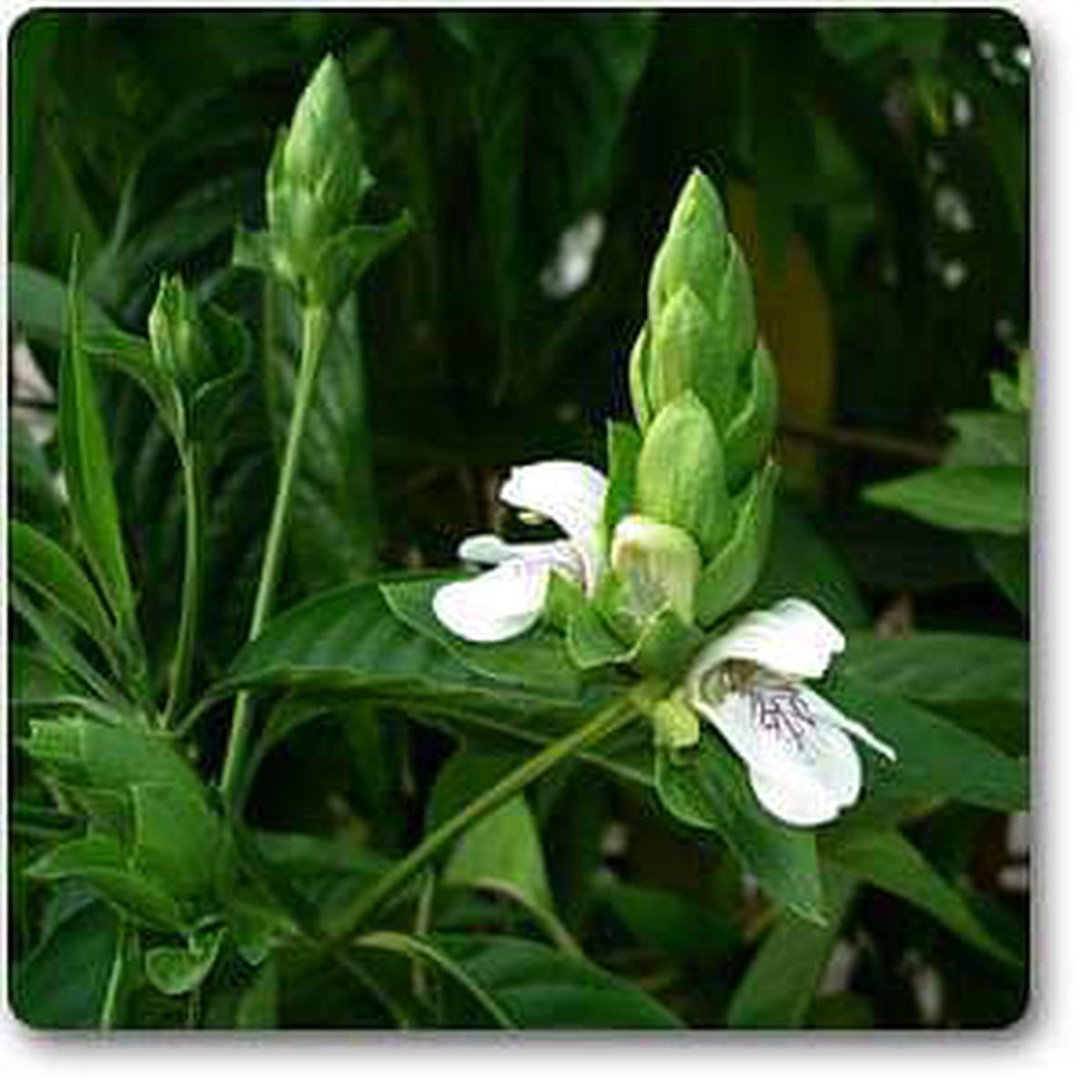 Adulsa, Malabar Nut - Plant - Default Title