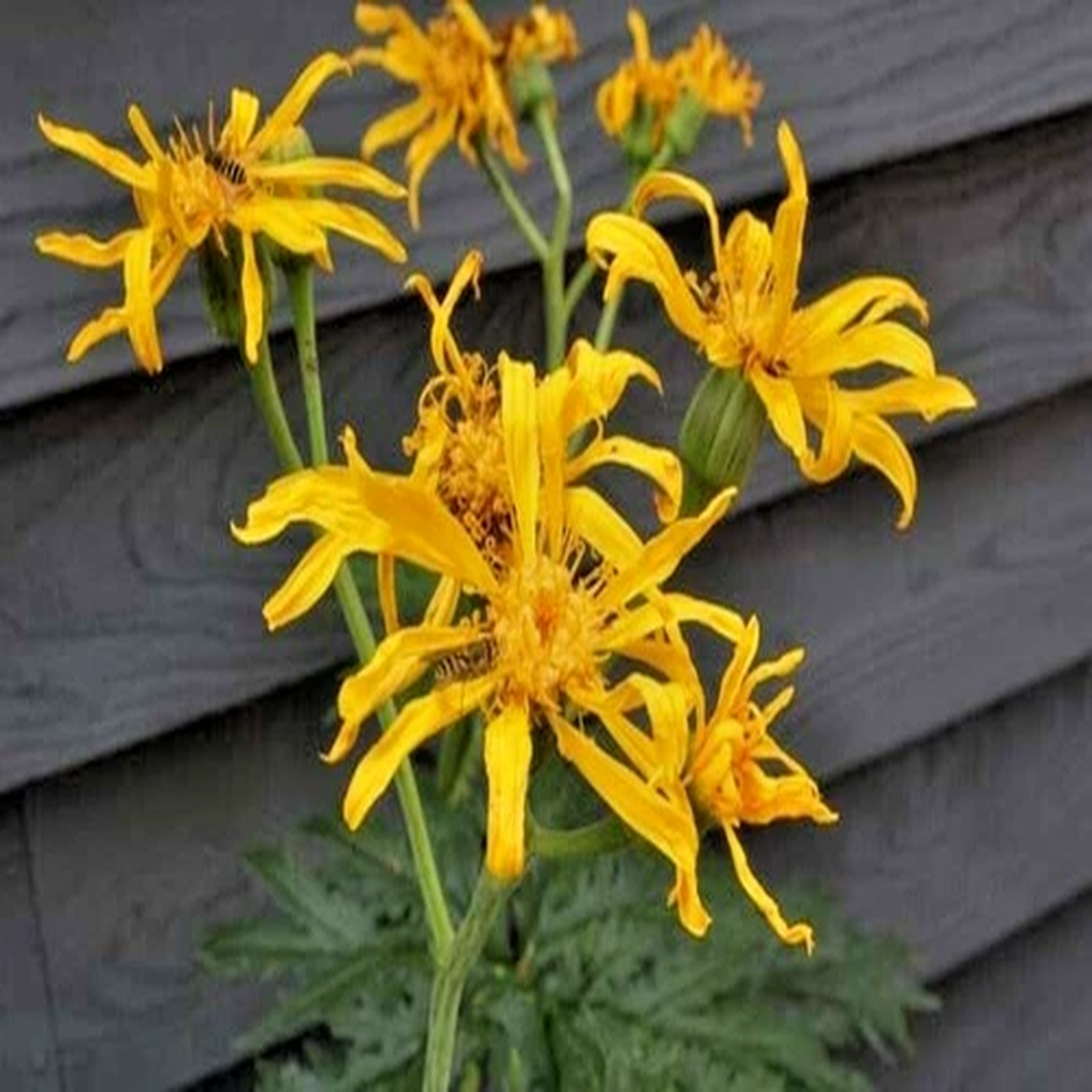 15  CHINESE DRAGON JAPANESE LIGULARIA SEEDS - Ligularia japonica Chinese Dragon