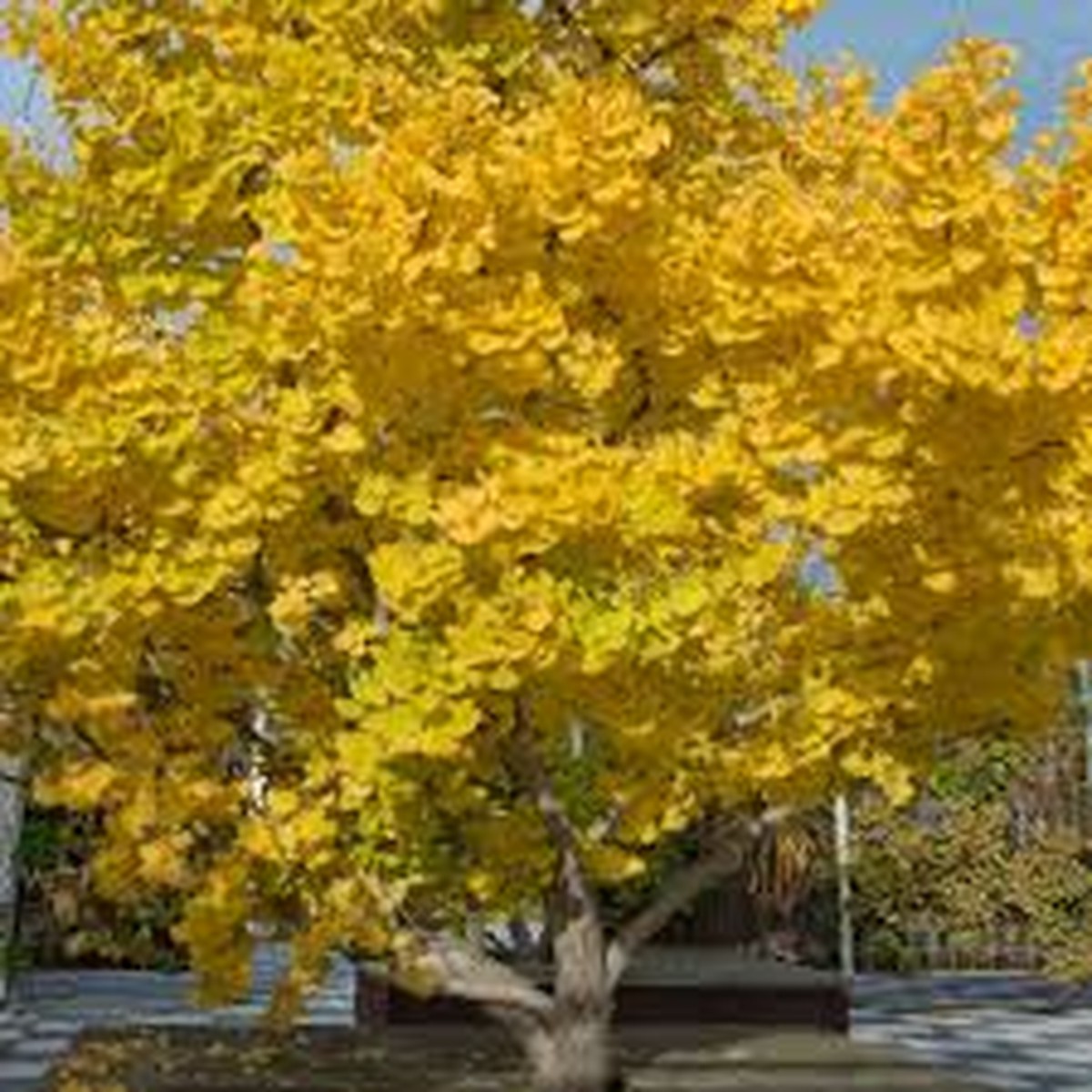 3 Bare Root Ginkgo Biloba Maidenhair Trees, Starter Live Trees