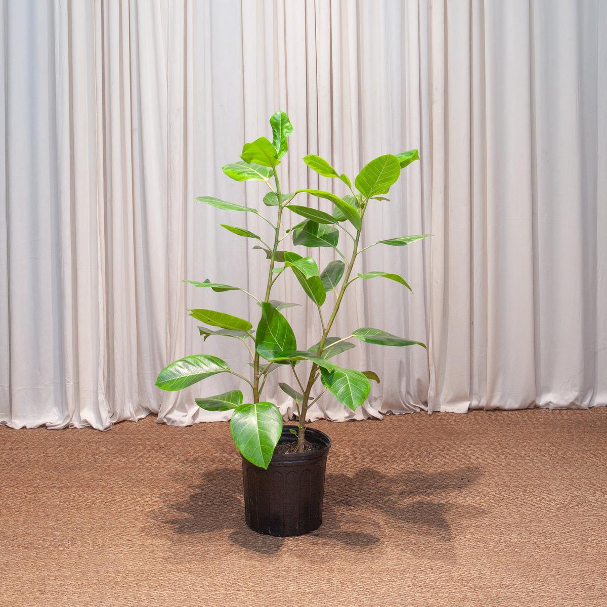 Yellow Gem Fig Bush: Ficus altissima - 12 inch pot - 5 foot tall