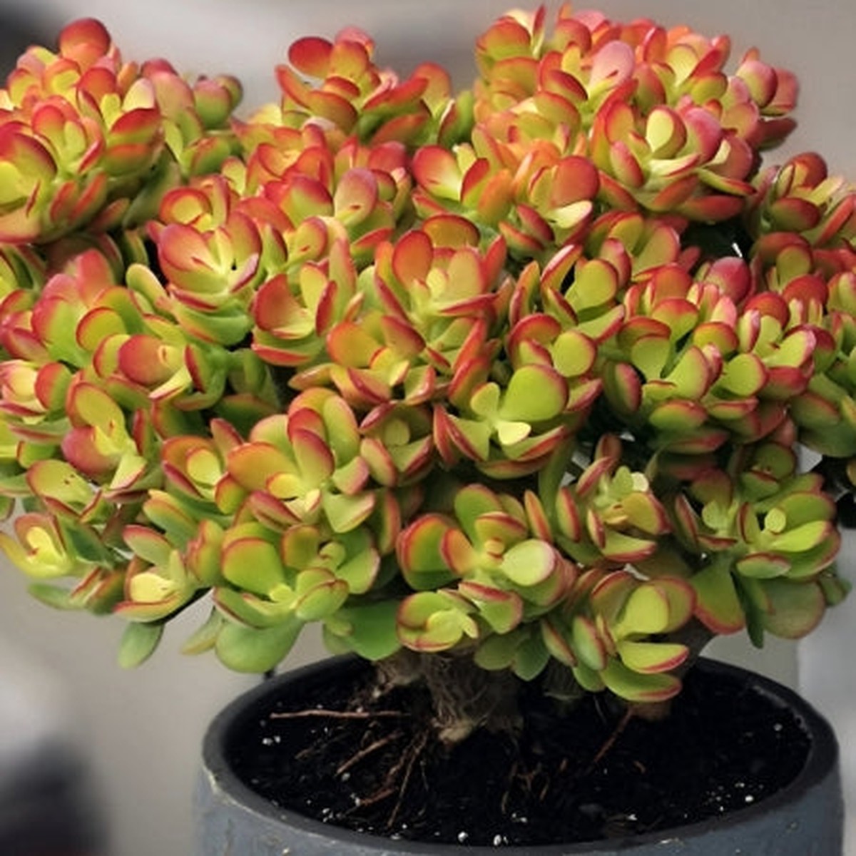 1 Bare Root Live Plant 8" Succulent Crassula Ovata Crosbys Compact Jade Plant | Dwarf Jade, Low-Maintenance, Indoor/Outdoor Houseplant
