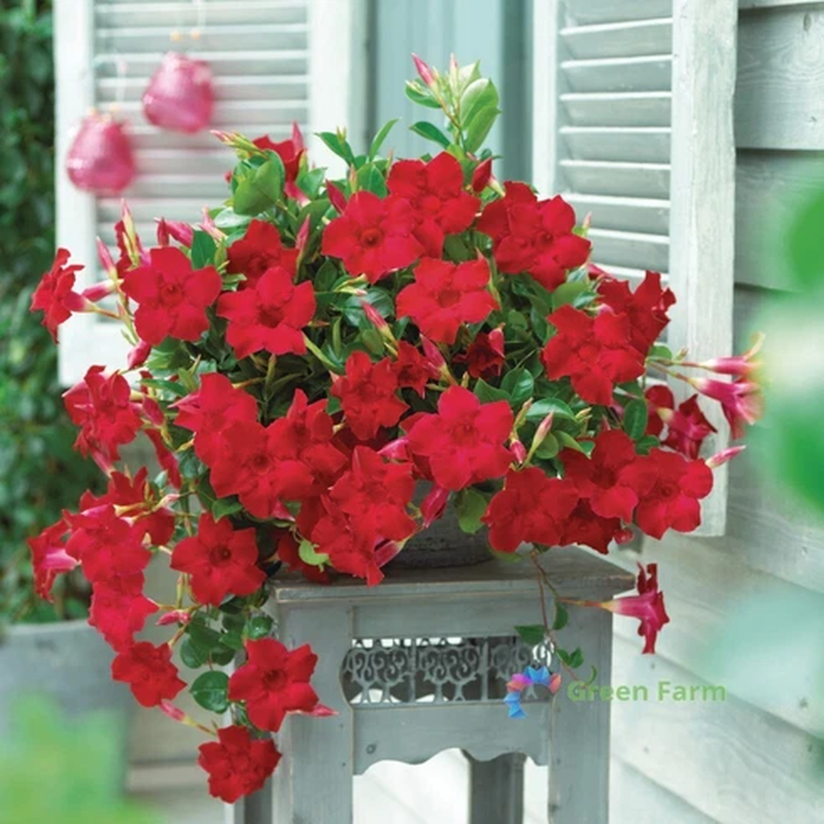 100 Seeds Mandevilla Red Rocktrumpet Fragrant Flowers Evergreen Flowering Vines