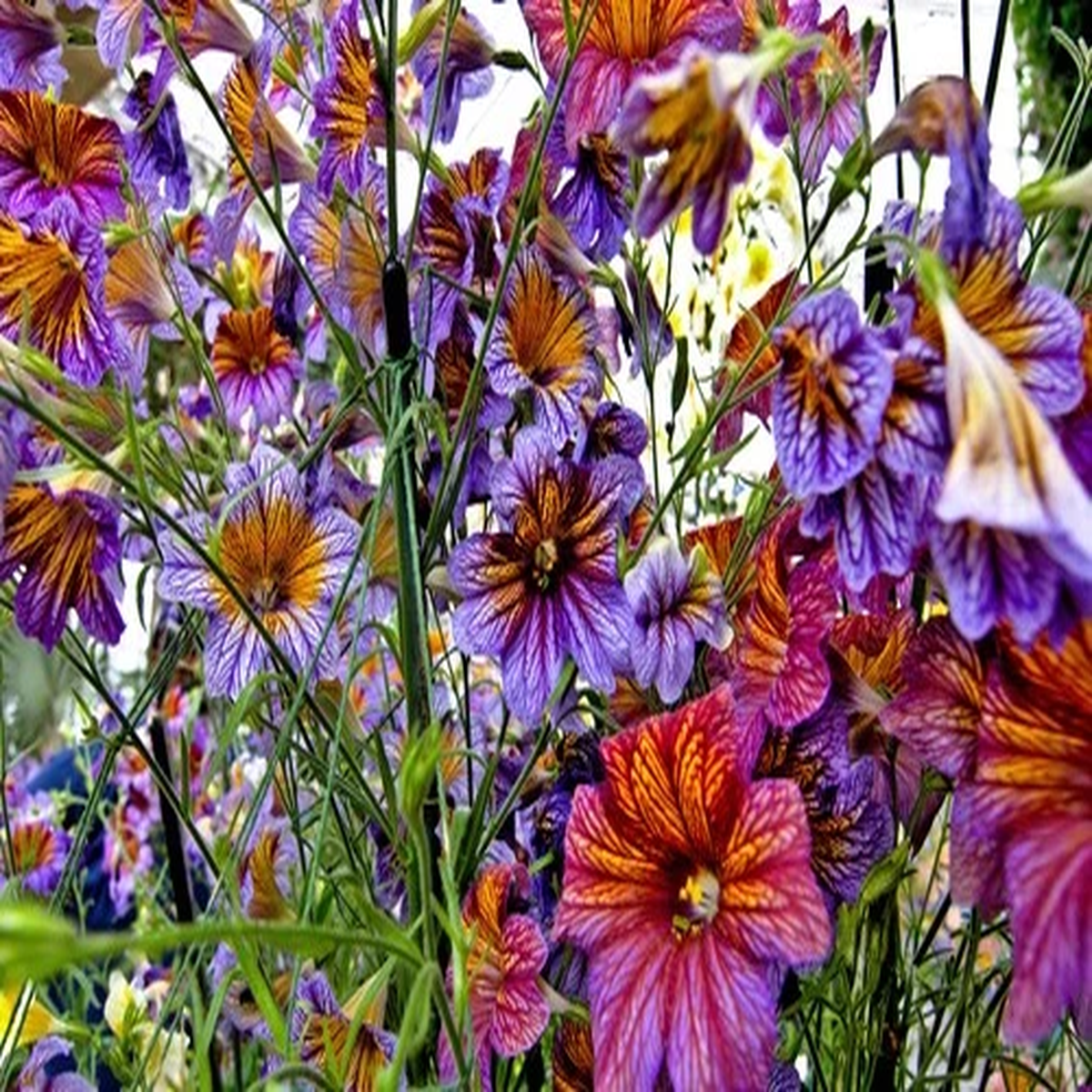 200 Mixed Colors PAINTED TONGUE (Velvet Trumpet Flower) Salpiglossis Grandiflora