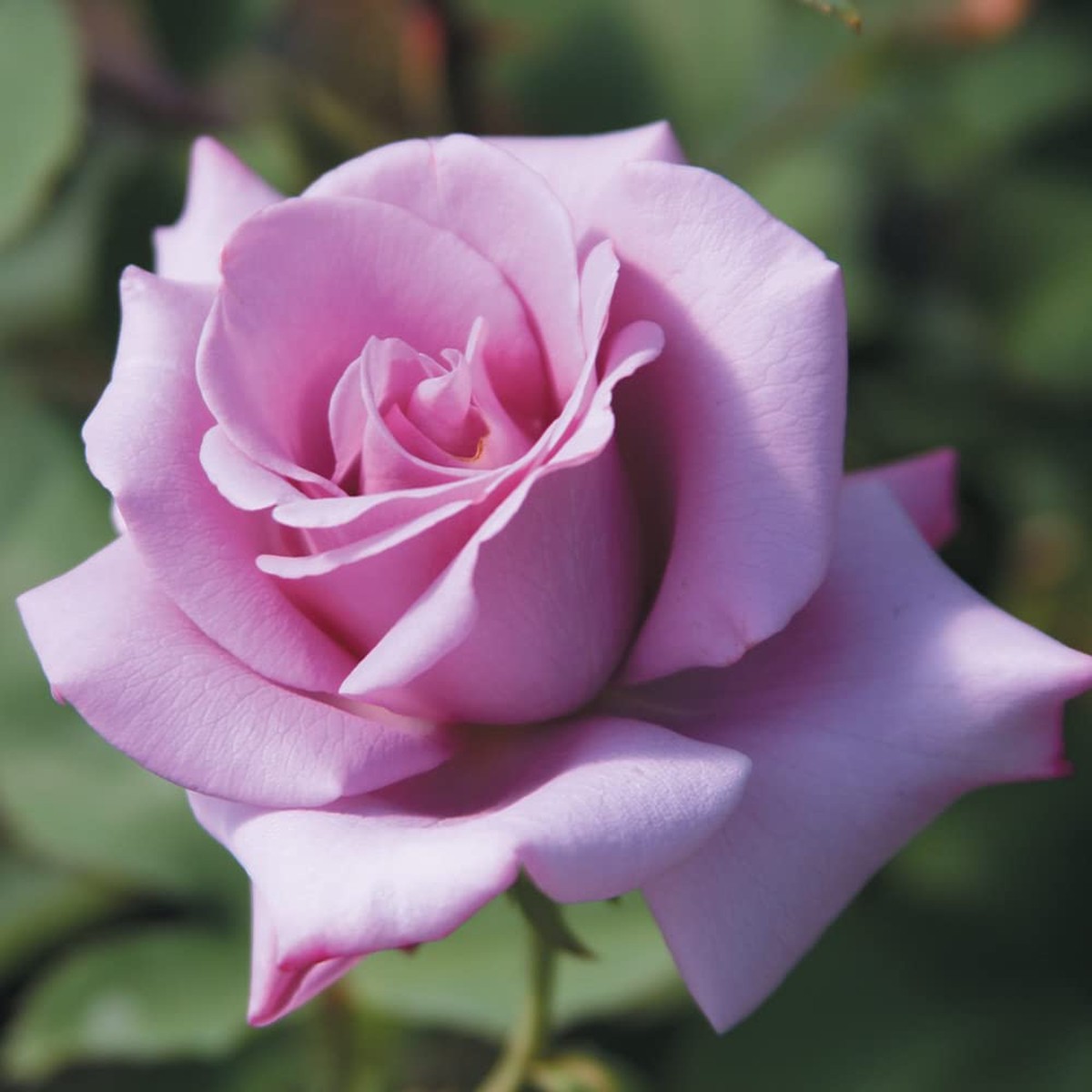 3 Unrooted Cuttings 6" Rosa Blue Girl Hybrid Tea Rose | Fragrant Lavender-Blue Blooms | Live Flowering Rose Bush | Easy to Propagate