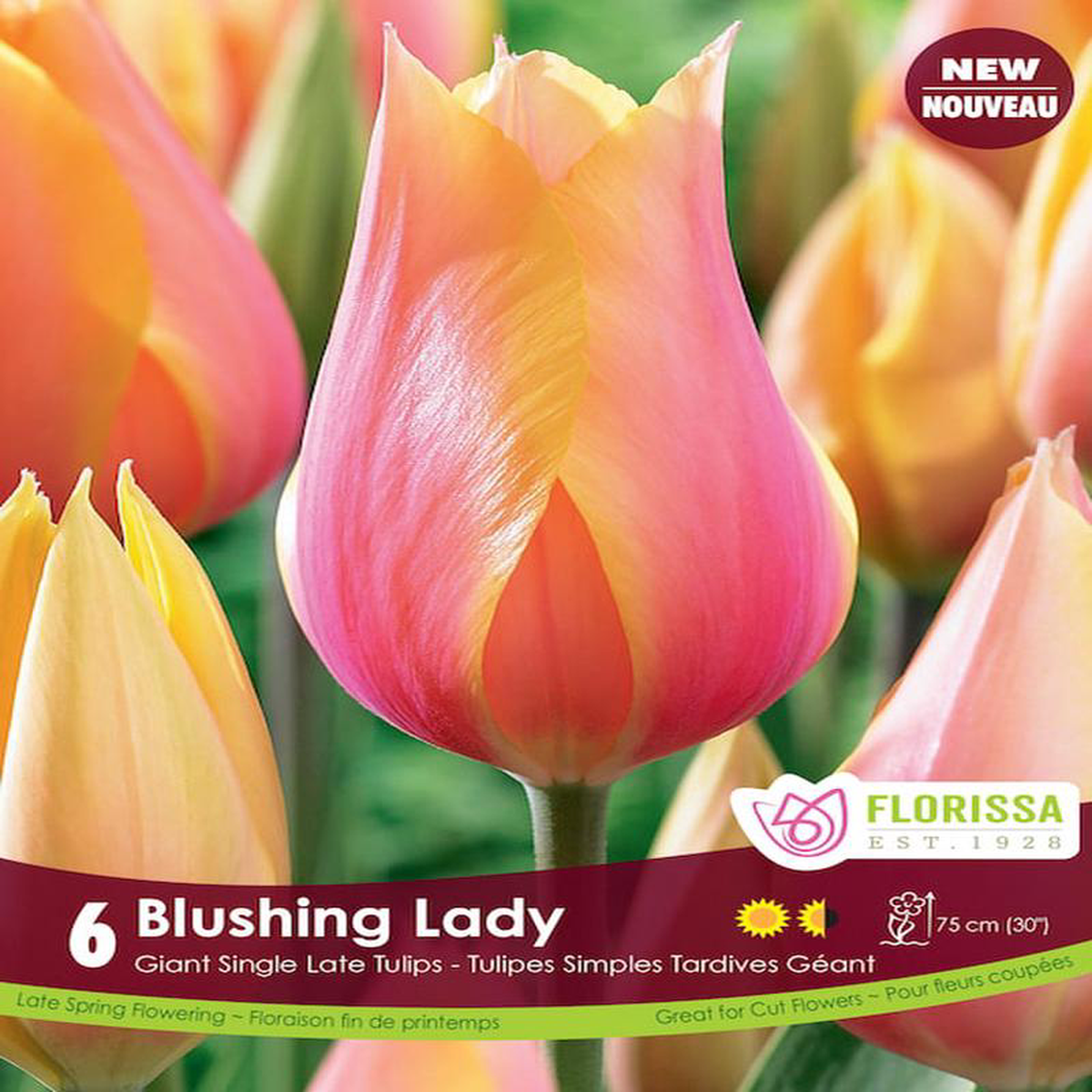 Tulip 8211 Blushing Lady 6 Pack