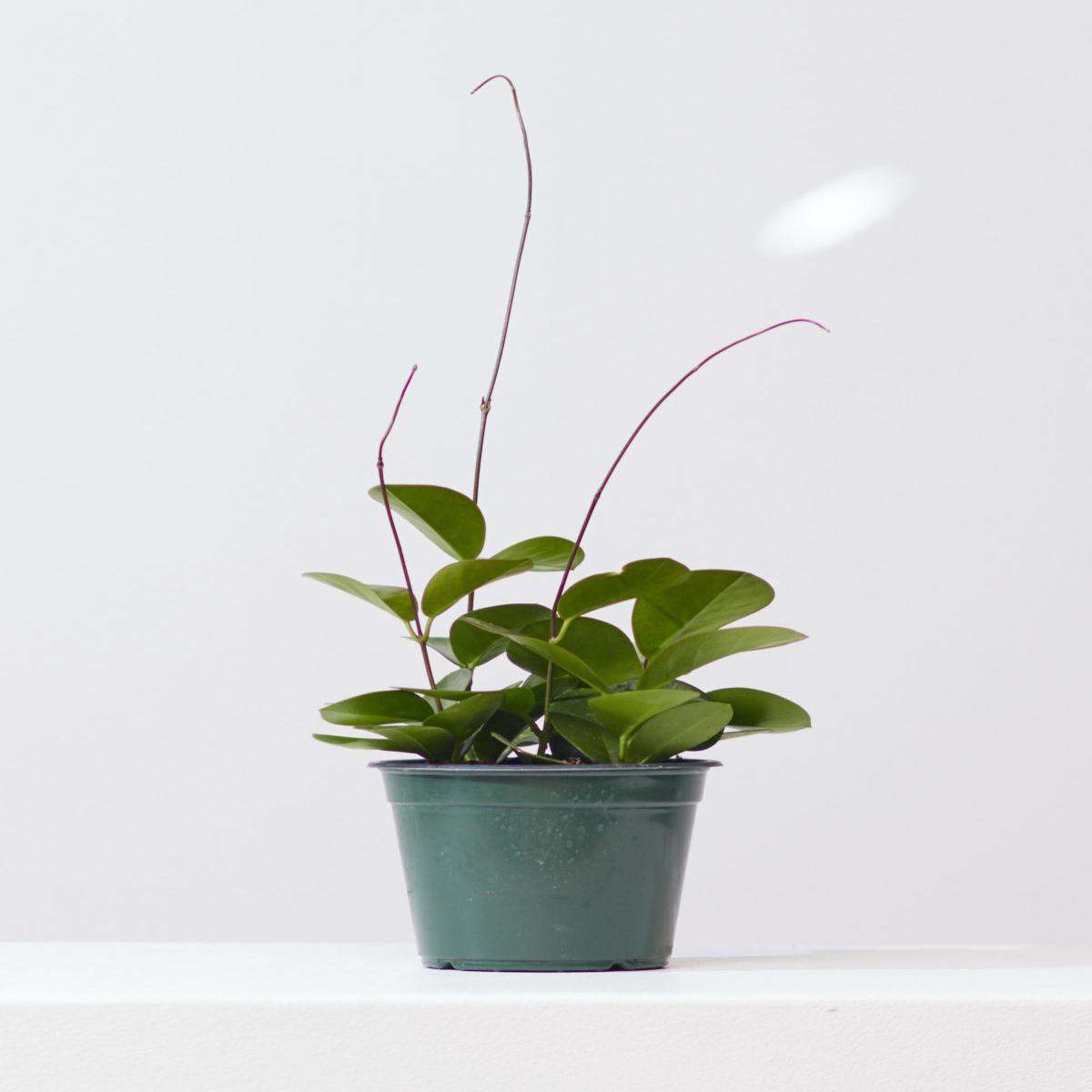 Wax Vine: Hoya australis - 5 inch pot