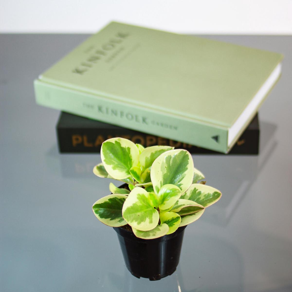 Yellow Baby Rubber Plant: Peperomia obtusifolia 'variegata' - 4 inch pot