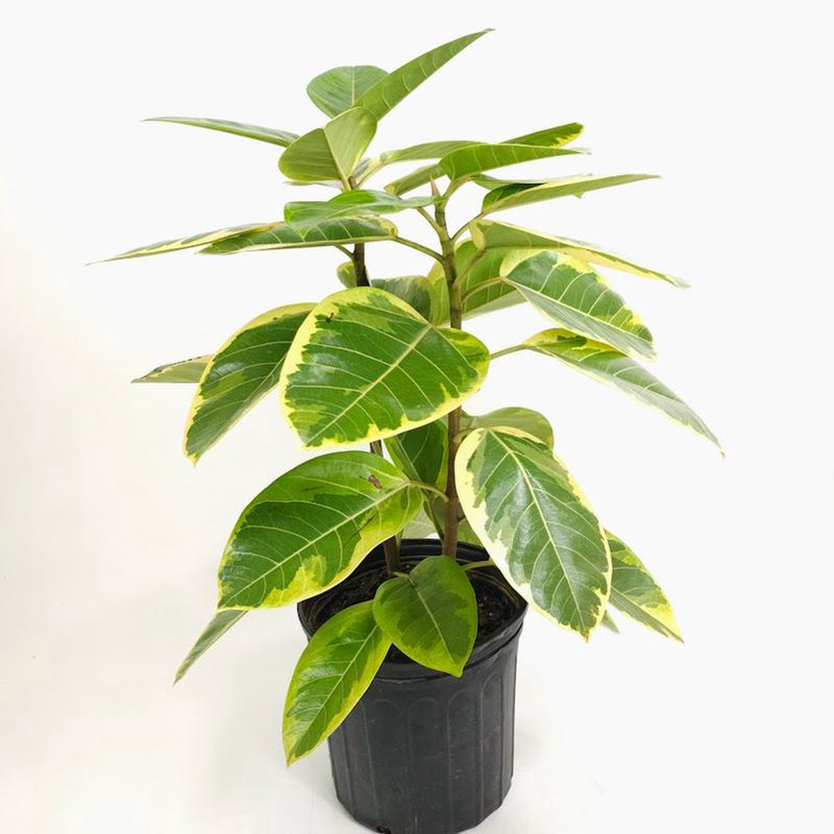 Yellow Gem Fig Bush Ficus altissima 8211 10 inch pot 8211 25-35 foot tall
