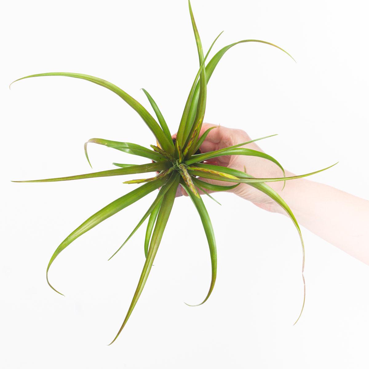 Tillandsia flabellata
