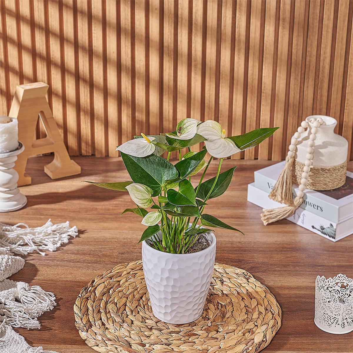 White Anthurium Plant