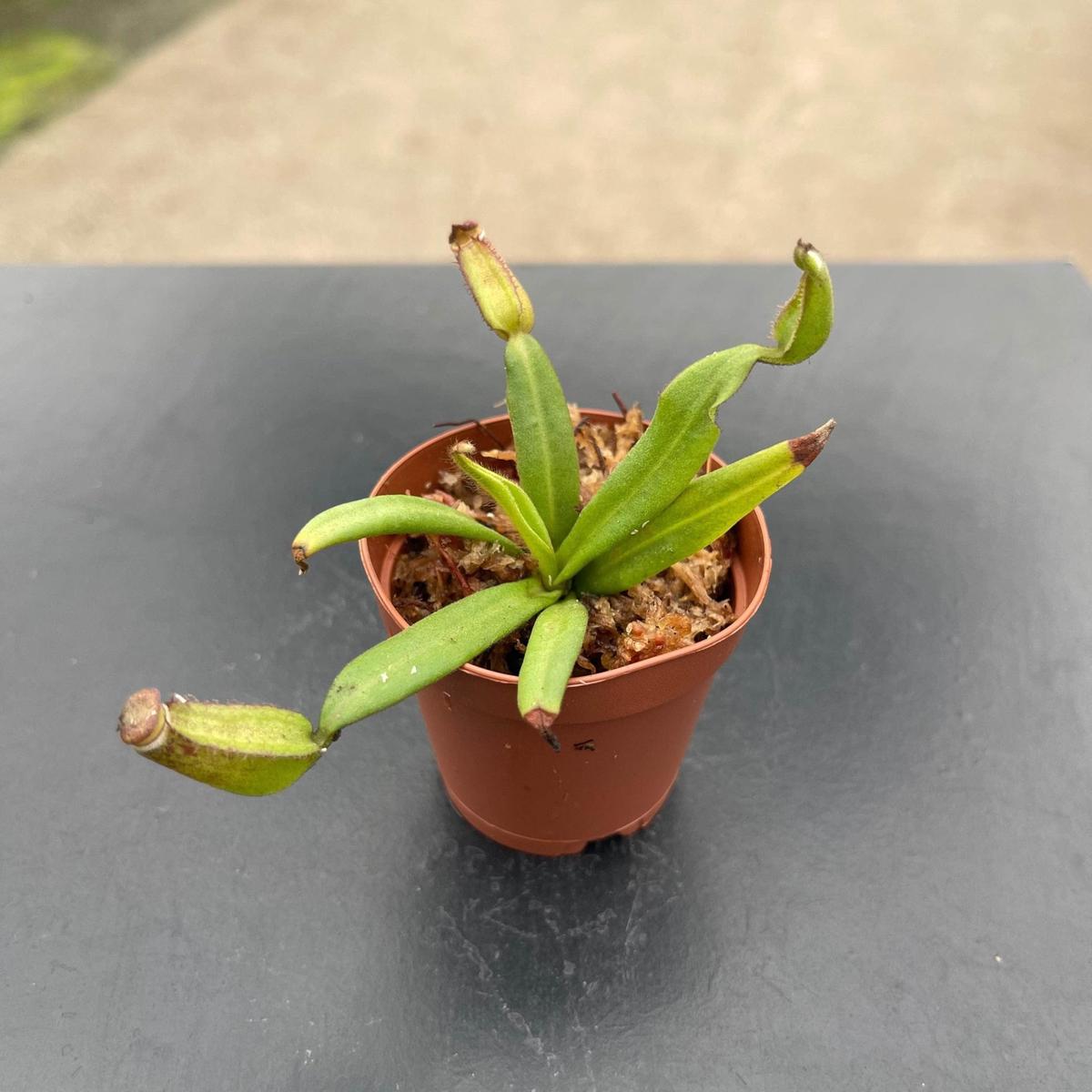 White Collared Carnivorous Pitcher Plant - Live Starter Plants - Nepenthes Albomarginata - Beautiful Bold Trailing Houseplant