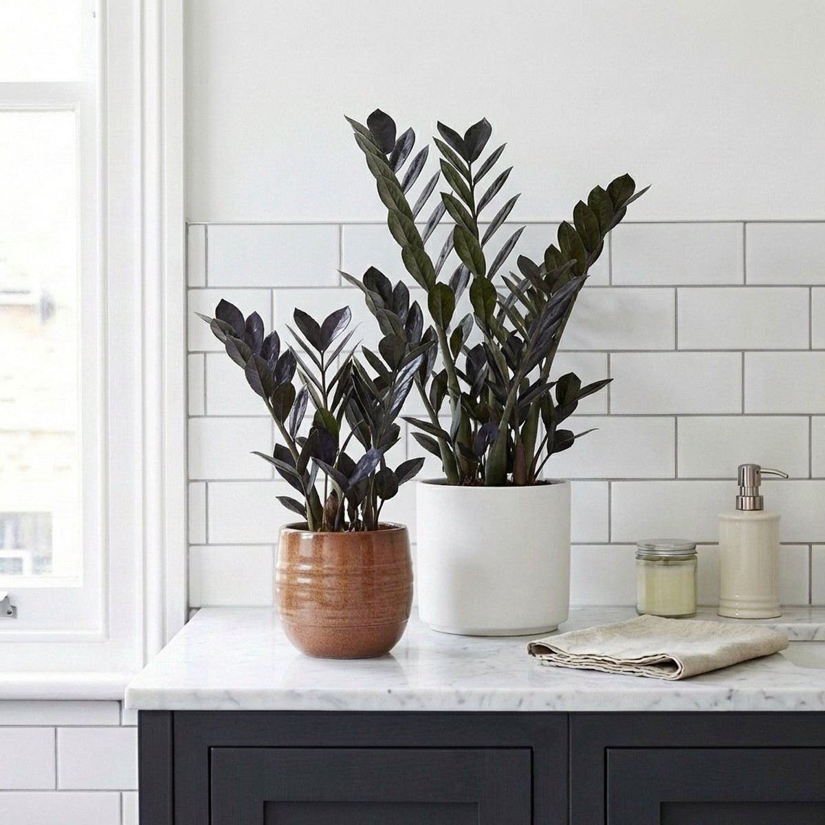 Zamioculcas zamiifolia 'Raven'