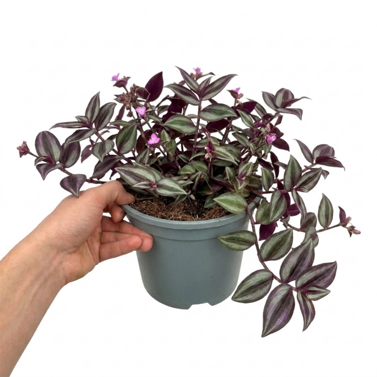 1 Tradescantia JS Brainstorm Live Plant, Hardy Flowering Perennial, 19cm/3 Litre Root Ball