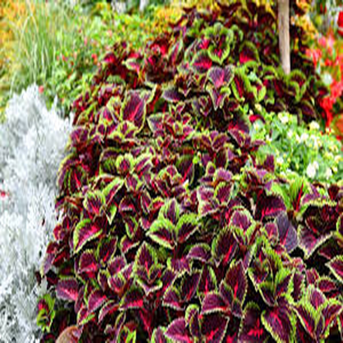 10 Coleus Unrooted Cuttings 2-6" Mixed Colors & Patterns - Easy to Root, Tropical Shade Plant, for Gardens and Containers, Vibrant Foliage