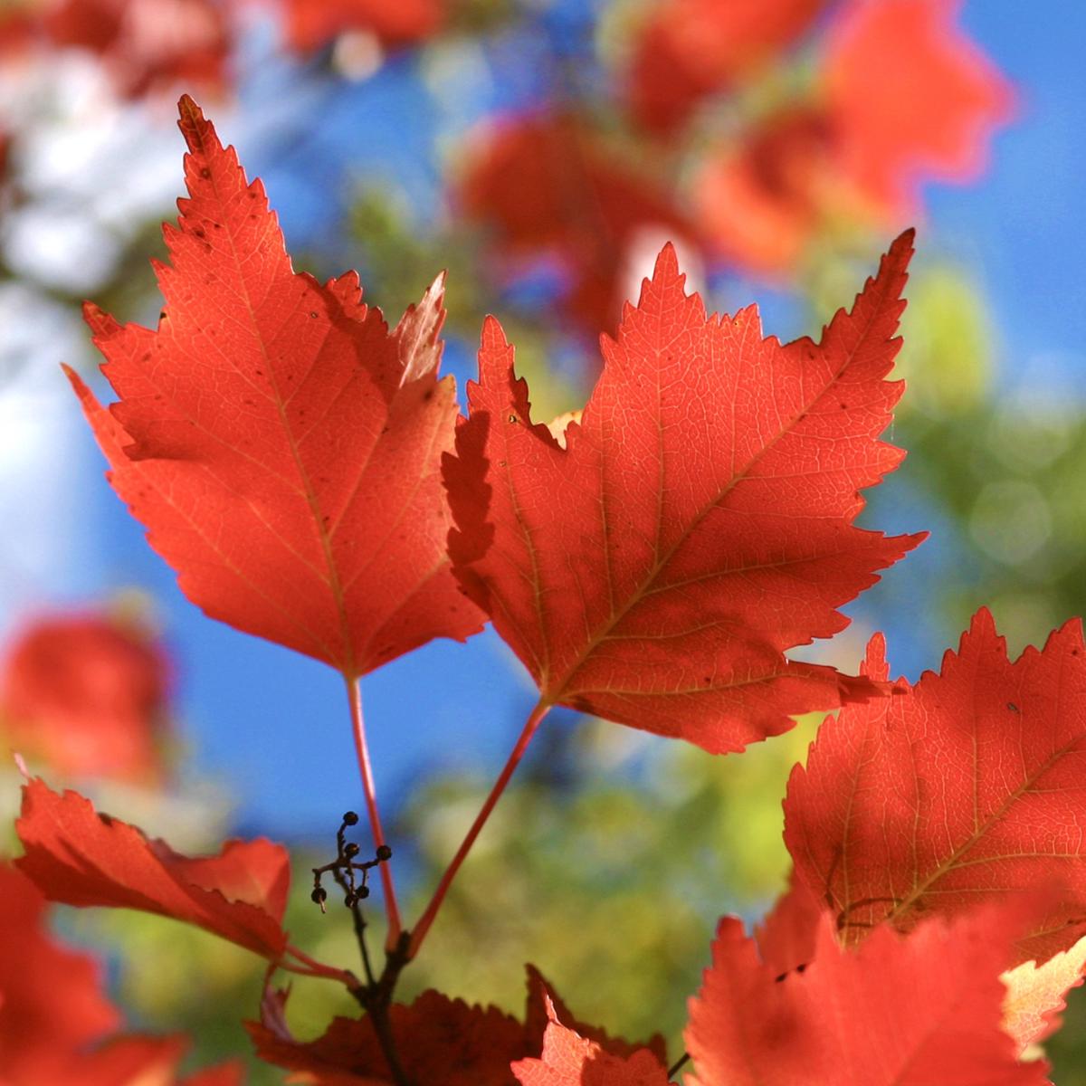 Acer ginnala