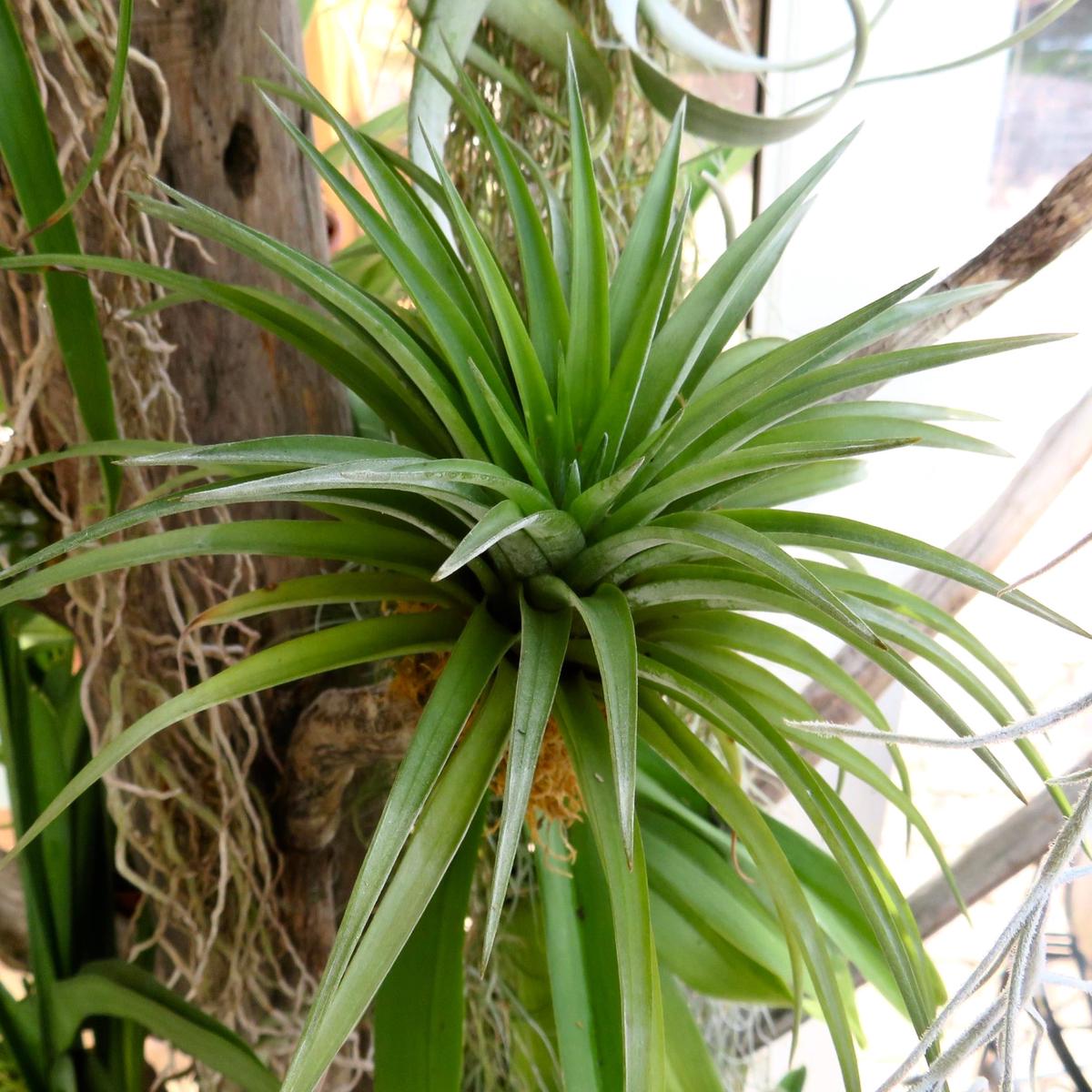 Tillandsia abdita