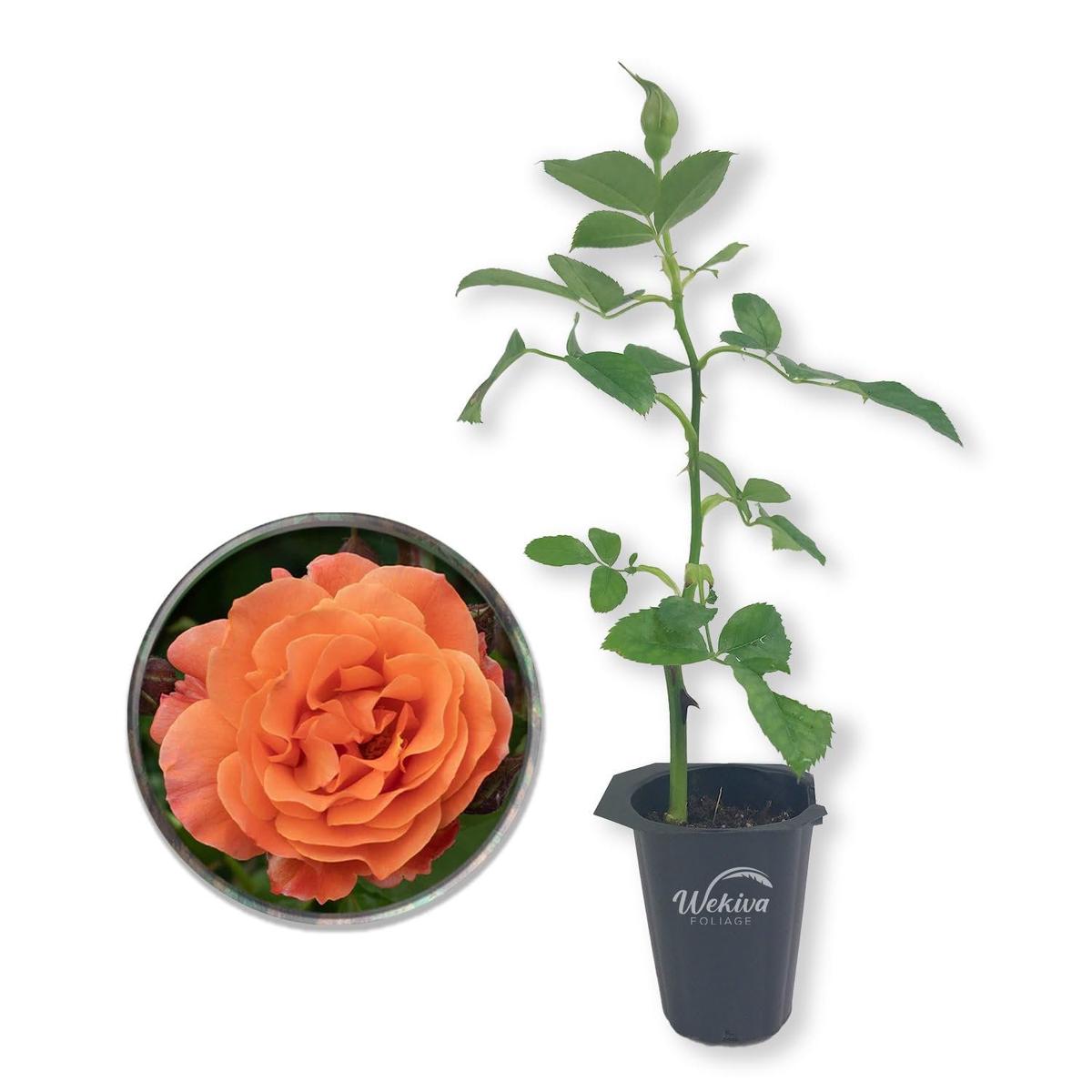 Westerland Rose Bush - Live Starter Plants - Beautiful Landscaping Shrub Rose - Vigorous Fragrant Apricot-Orange Blooms