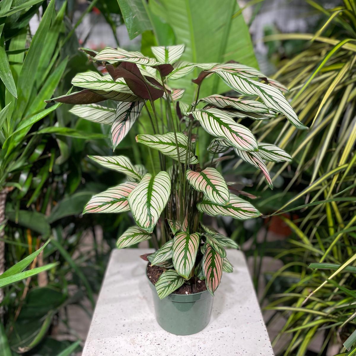White Star Calathea: Goeppertia majestica - 6 inch pot