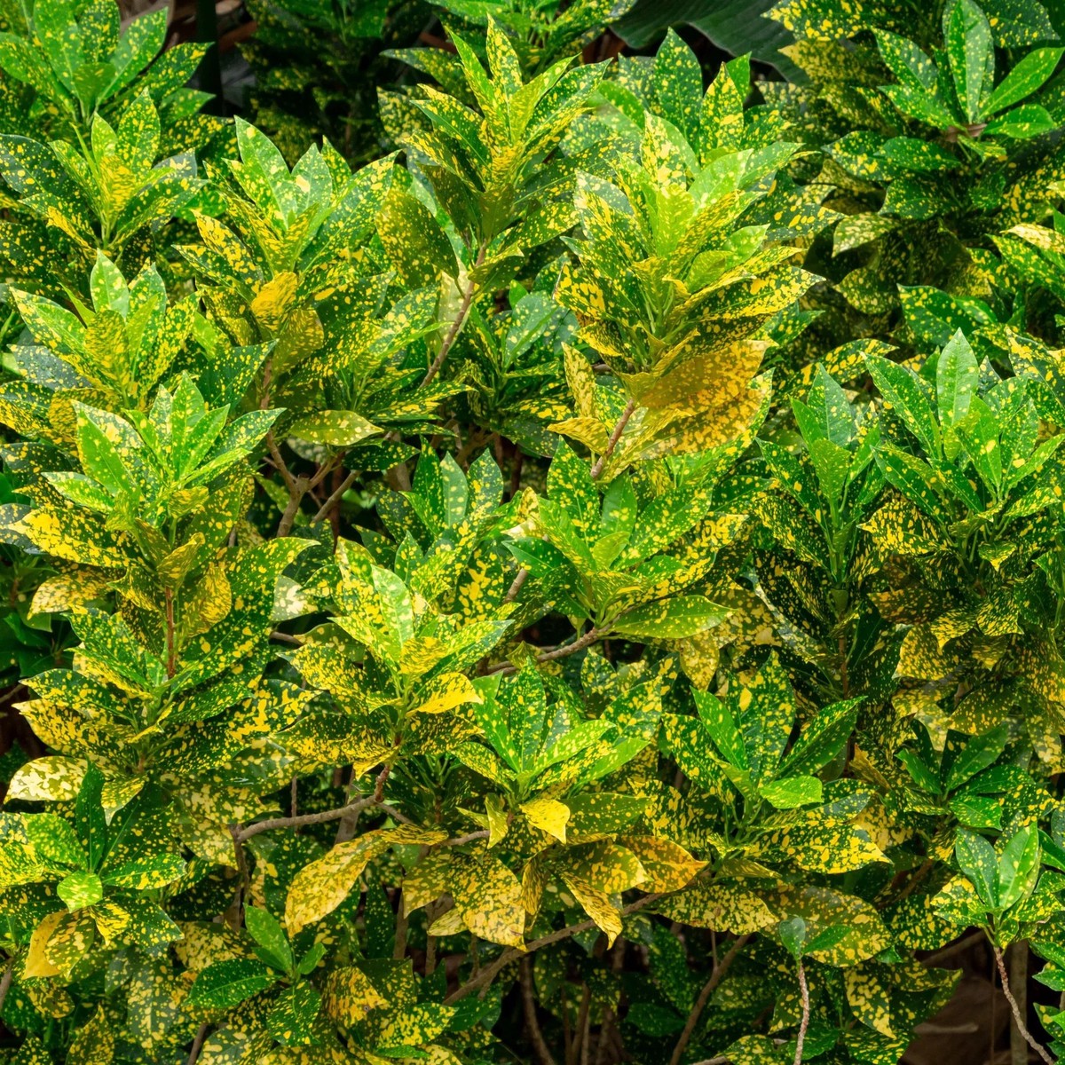 Croton, Gold Dust