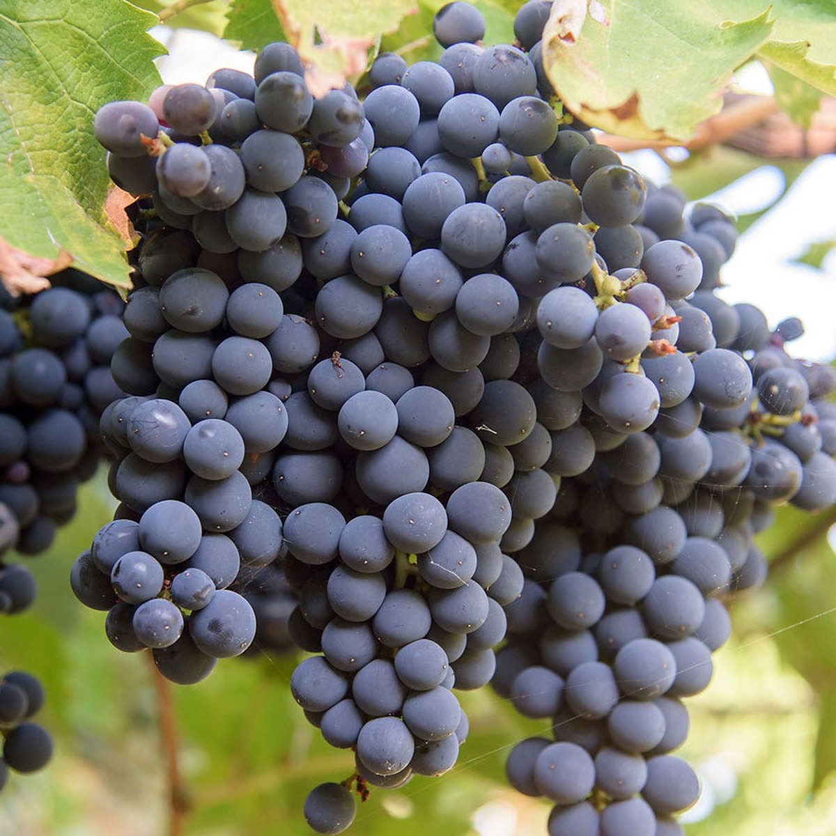 Vitis St Croix Red Grape