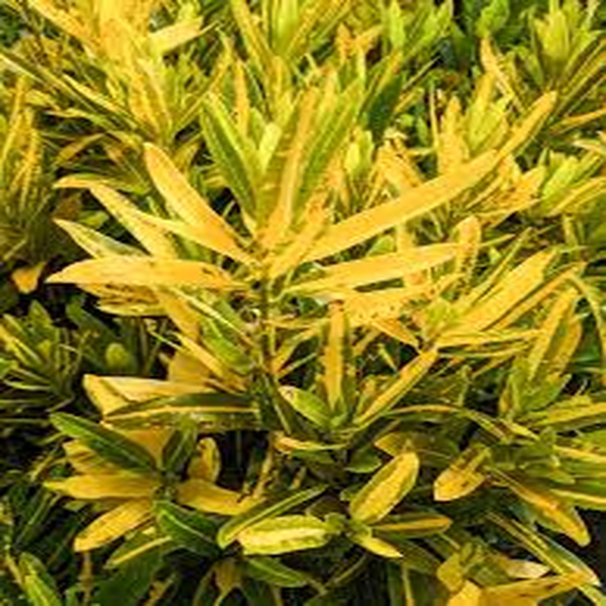 1 Codiaeum Variegatum Sunny Star Croton Bare Root Live Plant 7-10 Tall Vibrant Tropical Foliage