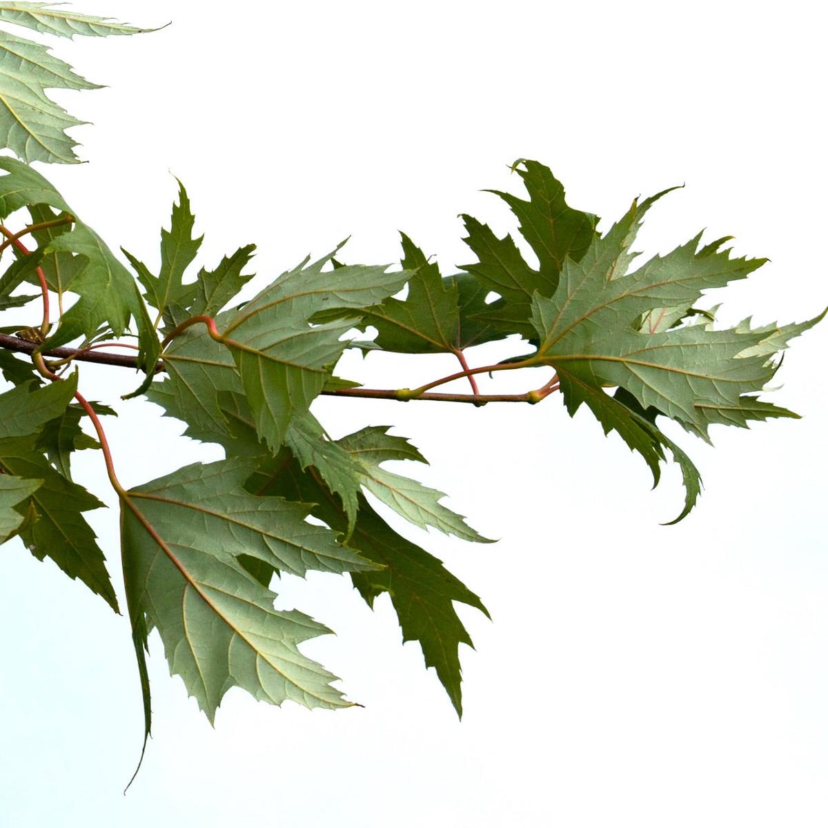 Acer saccharinum