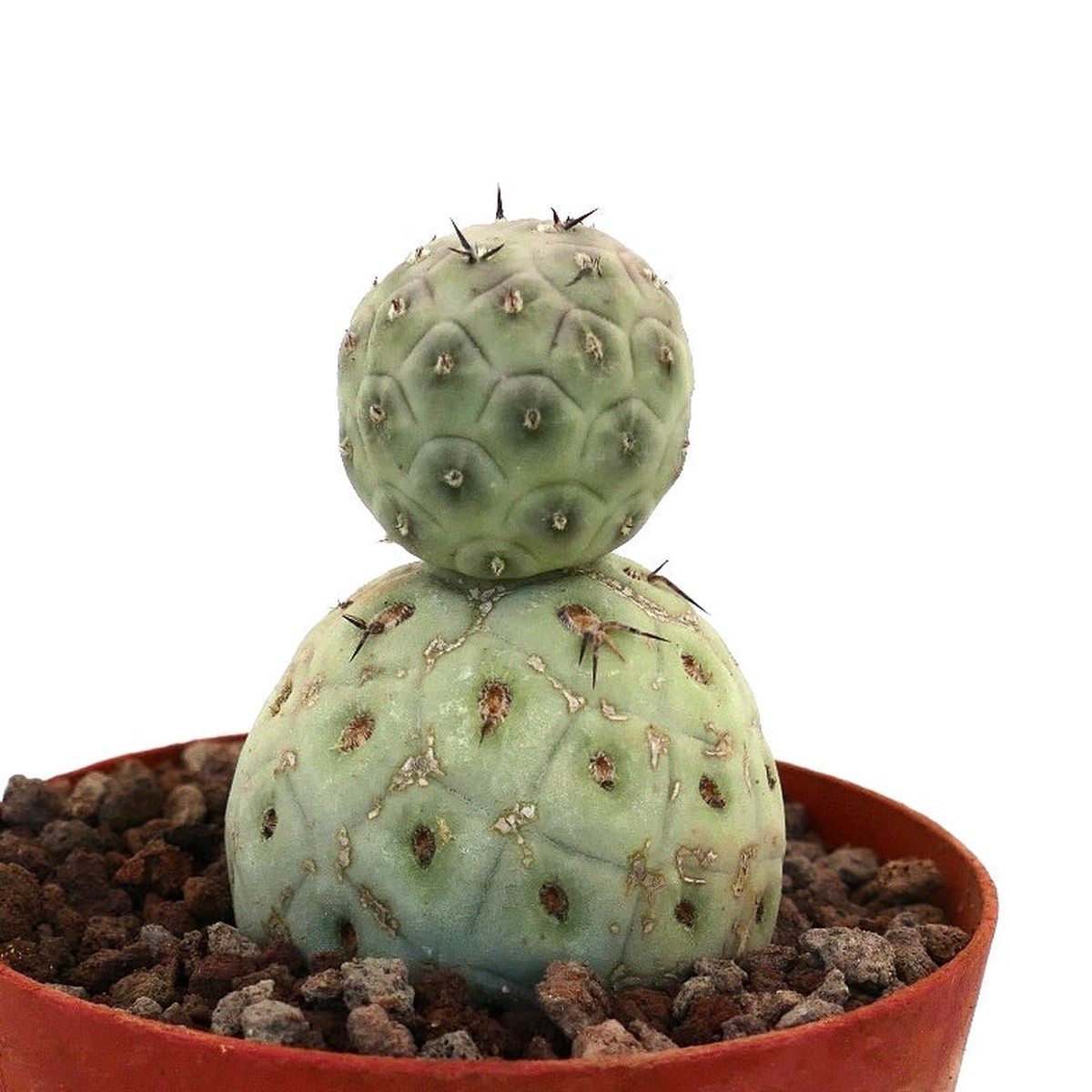 Tephrocactus geometricus TWO BALLS WITH SHORT SPINES