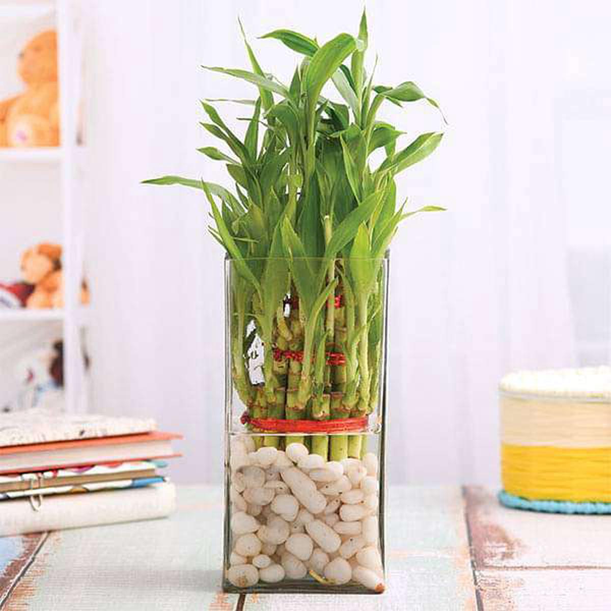 3 Layer Lucky Bamboo in a Glass Vase with Pebbles - Default Title