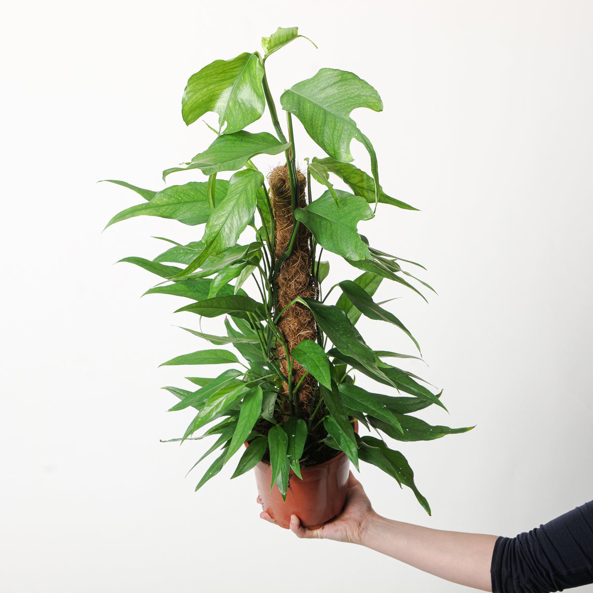Epipremnum pinnatum 'Skeleton Key'