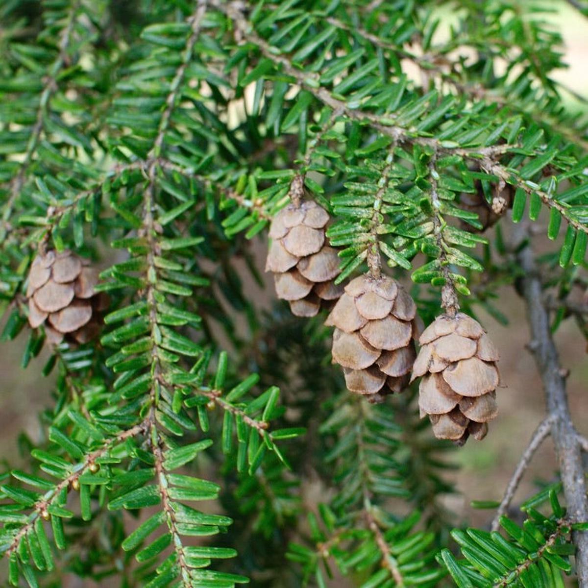 Tsuga canadensis