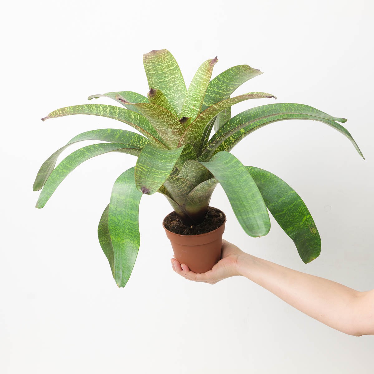 Vriesea sp. 2