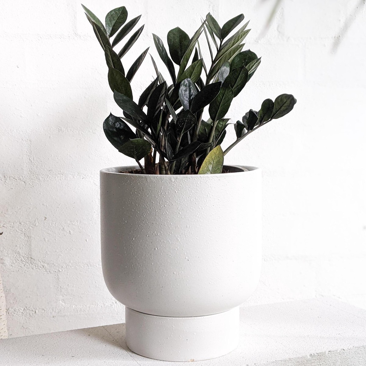 Zamioculcas zamifolia 'Jungle Warrior' (Zanzibar Gem)