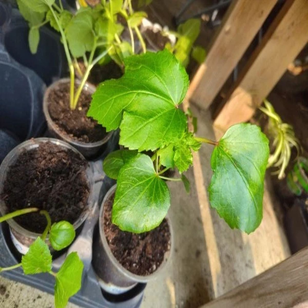 2 Green Okra Plants Live in - Live Green Okra Plants - 6-8" Tall