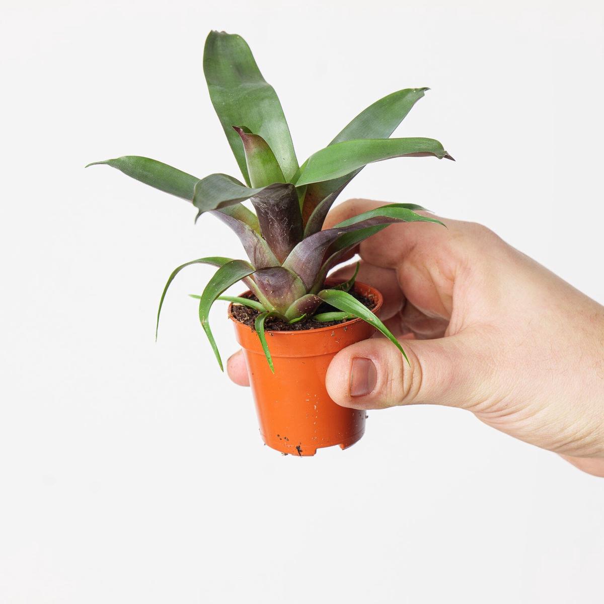 Vriesea 'Bituminosa'
