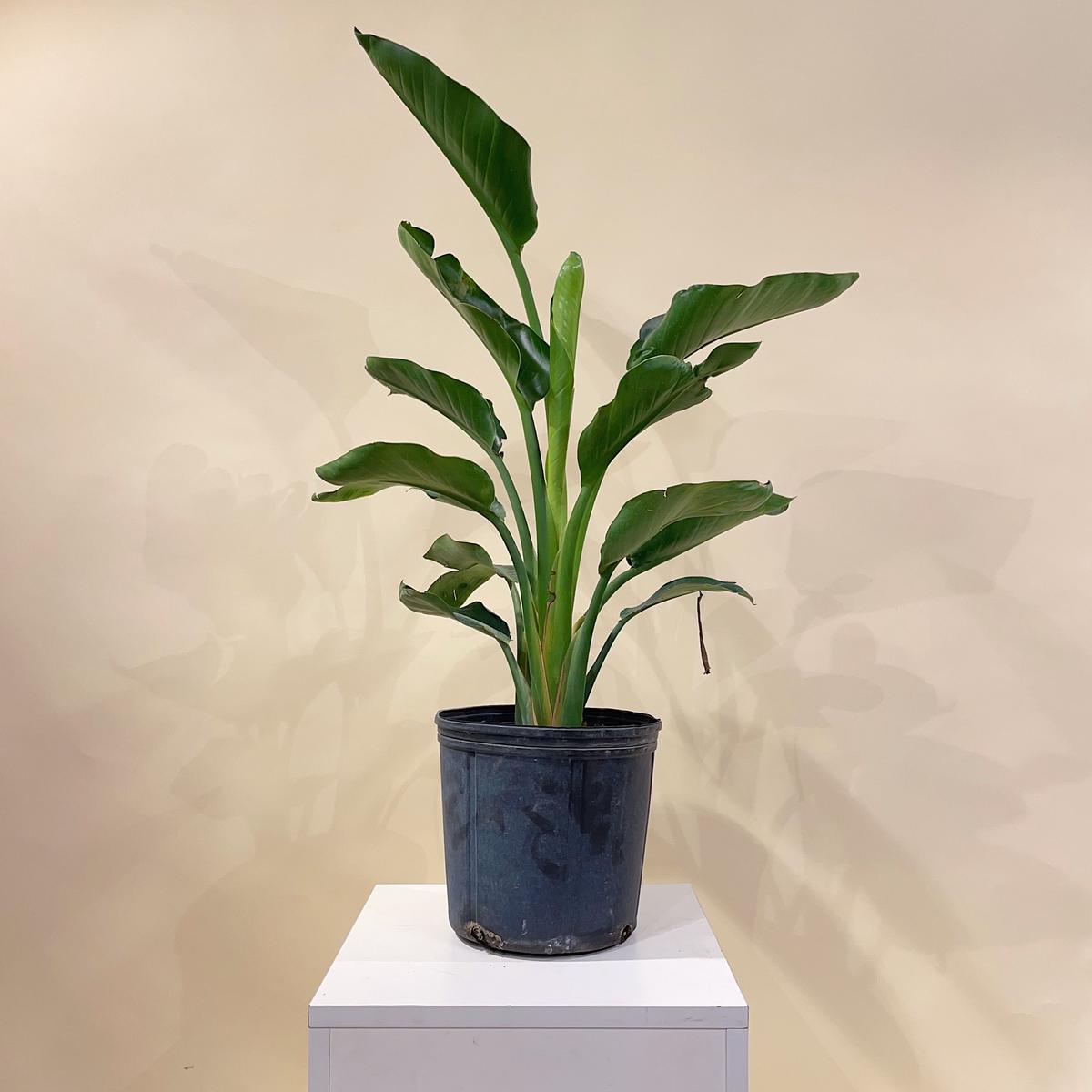 White Bird of Paradise: Strelitzia nicolai - 10 inch pot - 3-6 foot tall - 4-4.5'