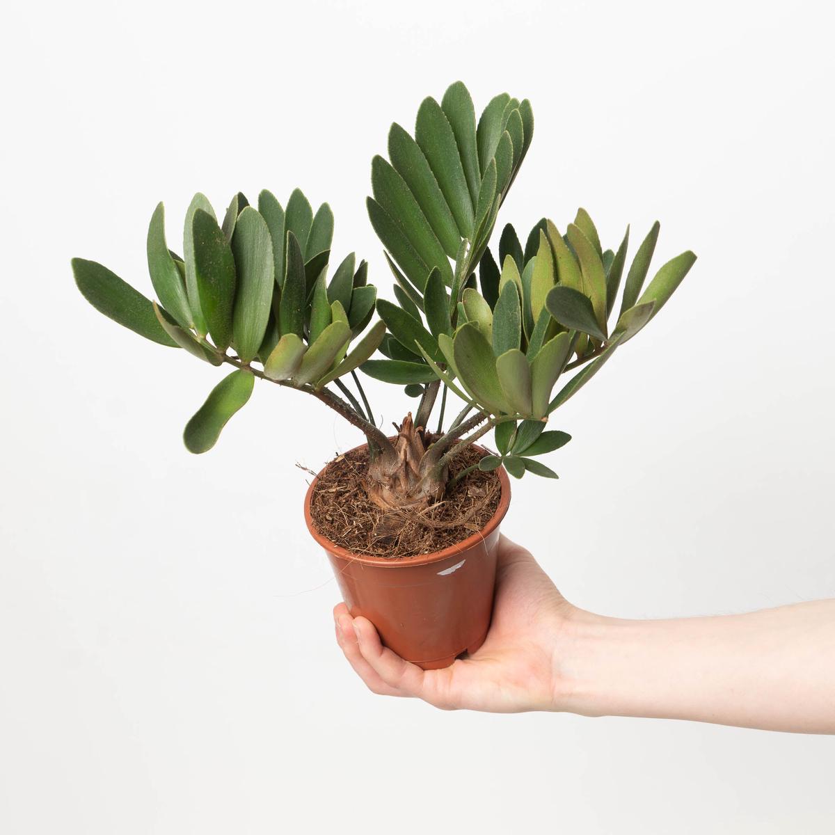 Zamia furfuracea | Cardboard Palm
