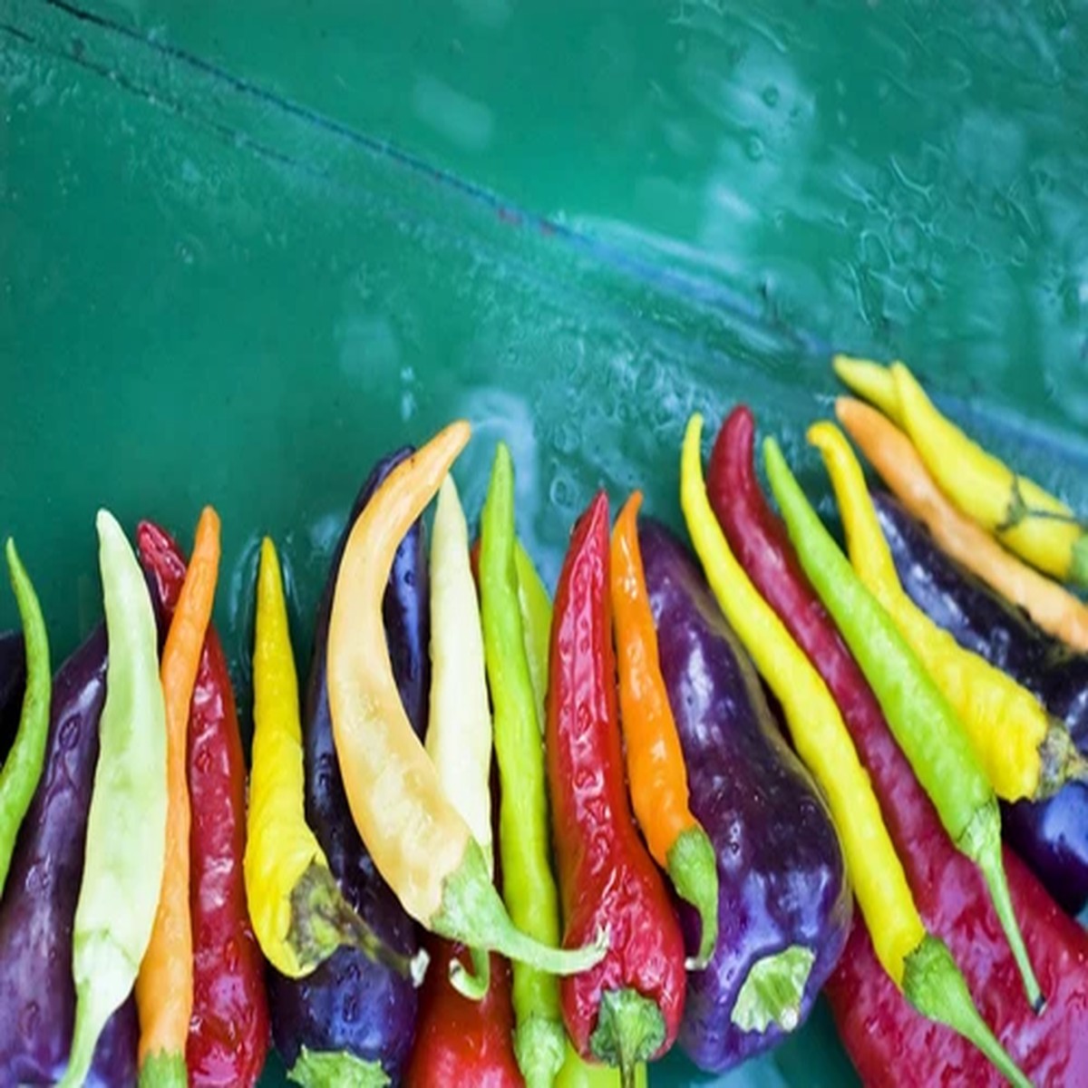 100 MIXED CAYENNE PEPPER Hot Yellow Purple Orange Red Green Capsicum Vegetable S