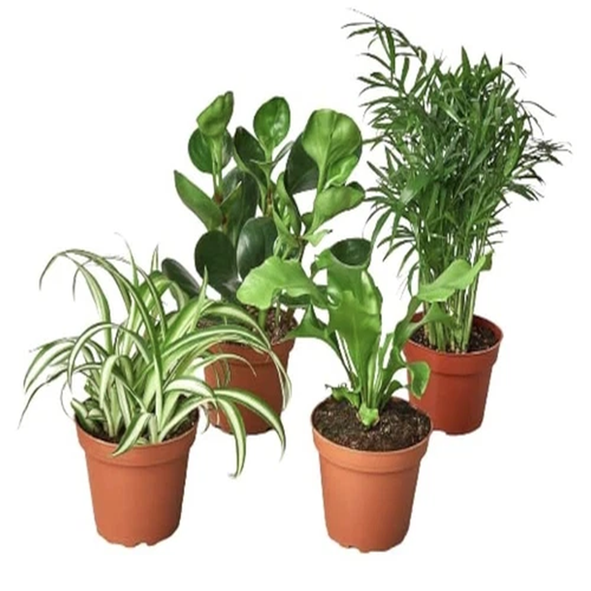 2Pet Friendly Plants (4 in a pack)