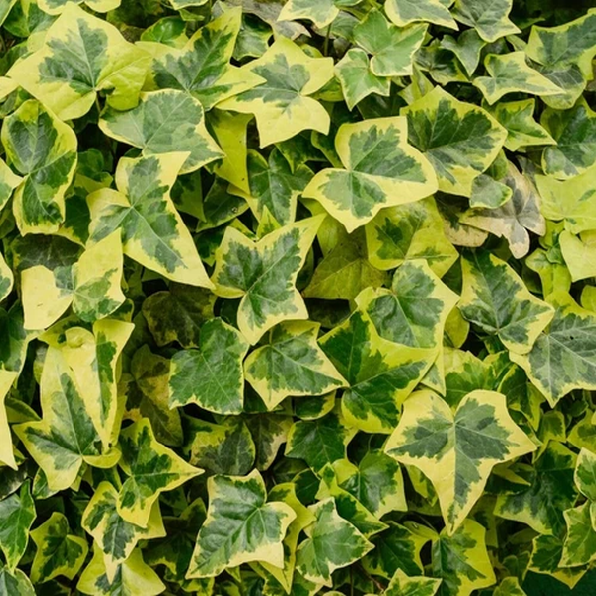 30 English Ivy Seeds for Planting - Easy to Grow Ivy Vine - Hedera helix