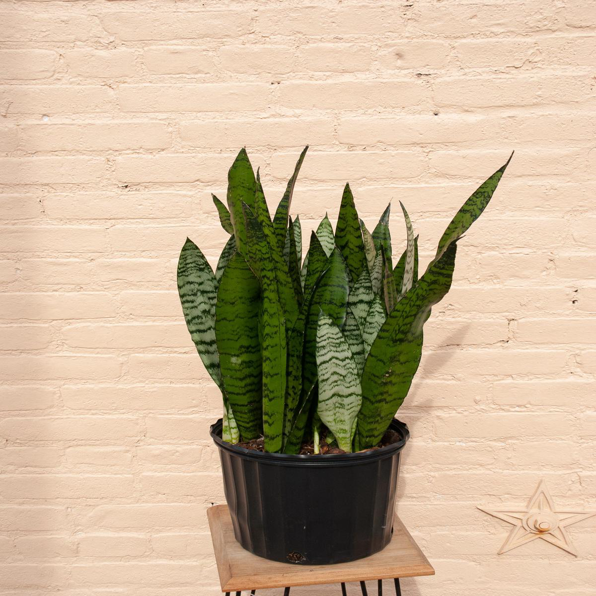 XL Sansevieria Zeylanica 3-48217 tall 148221 pot